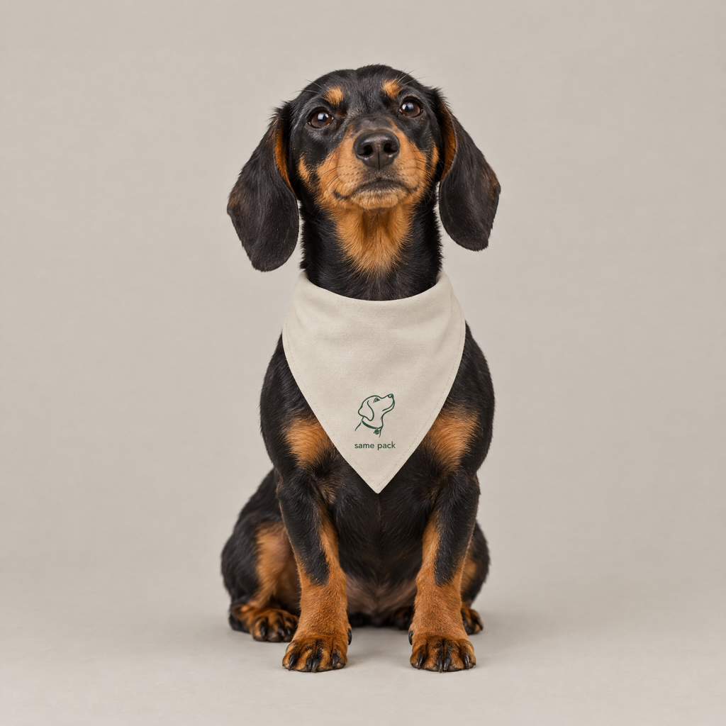 Dachshund wearing The Pack Bandana in stone