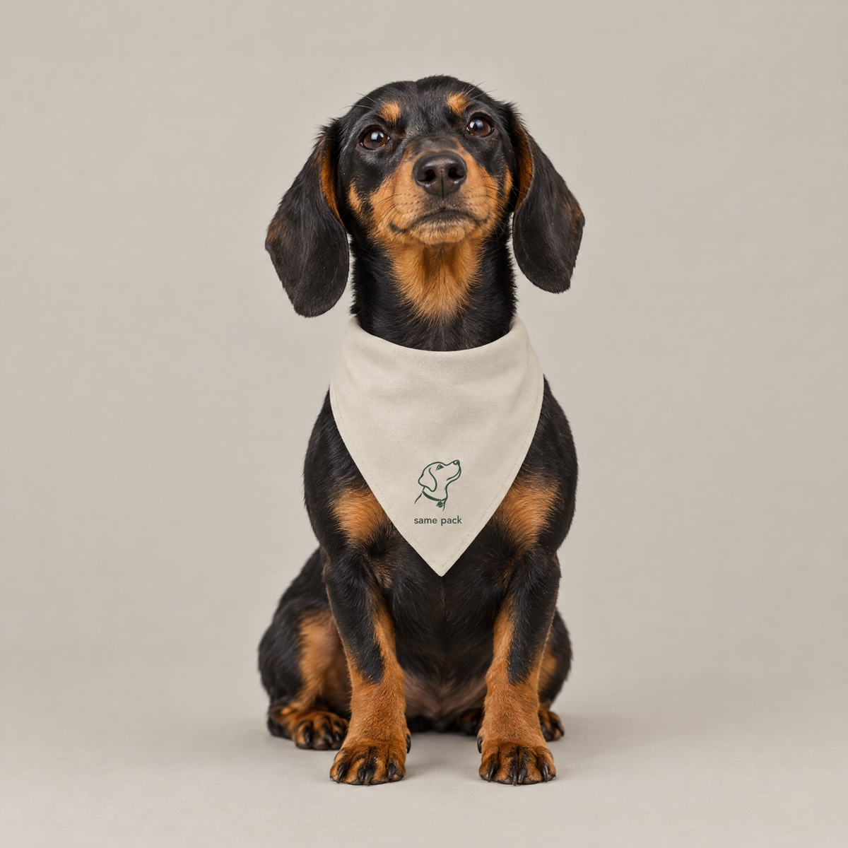 Dachshund wearing The Pack Bandana in stone